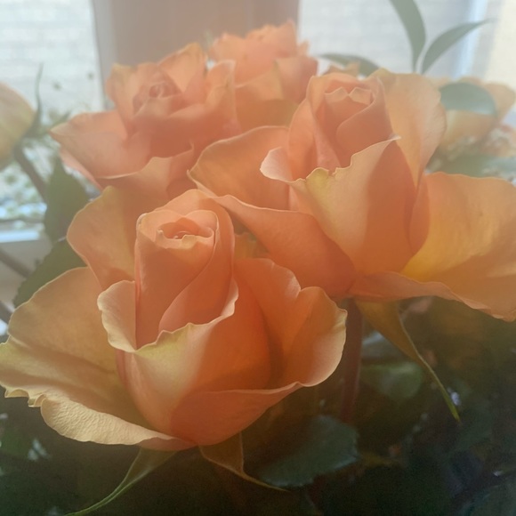 Meet your Posher, J. - Picture 1 of 1